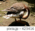 サカツラガン（カモ目・カモ科）