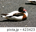 ツクシガモ（カモ目・カモ科 ）