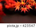 紅葉 08
