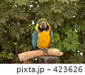 ルリコンゴウインコ