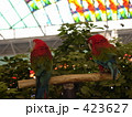 ベニコンゴウインコ