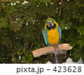 ルリコンゴウインコ