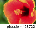 イラストのようなハイビスカス