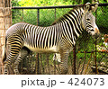 シマウマ