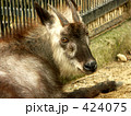 ニホンカモシカ