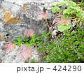チングルマ