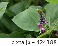 葛の花