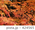 もみじの紅葉