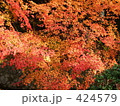 紅葉　at 　哲学の道