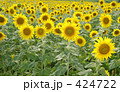 ひまわり