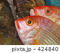赤い魚
