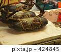 ヤシガニ