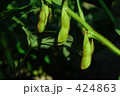 毛豆