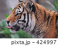 トラ