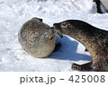アザラシのキス