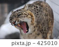 ヒョウ