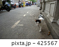 ワット・インタラウィハーンの猫