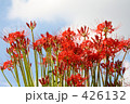 彼岸花と空