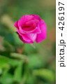 薔薇 マッカートニー・ローズ