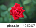 薔薇