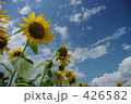 ひまわり