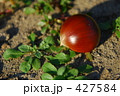 落ちた栗