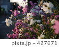 コスモス