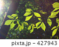 木漏れ日に照らされて