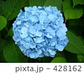 紫陽花