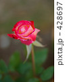 薔薇 ダブル・デライト
