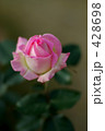 薔薇 プリンセス・ド・モナコ