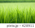 伸び盛り