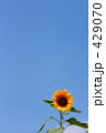 ヒマワリと青空　縦１輪
