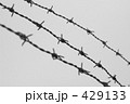 棘鉄線三本