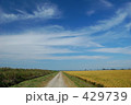 秋の田園風景