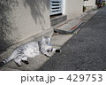 ねこのひるさがり