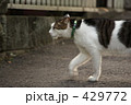 ねこ