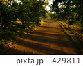 黄昏の道