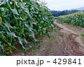 とうもろこし畑の一本道