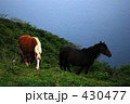 隠岐島　隠岐馬