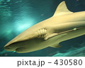 サメ