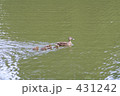 431242