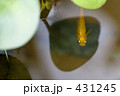 431245