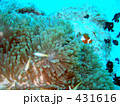 熱帯魚：くまのみ