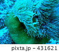 熱帯魚：くまのみ