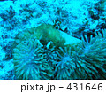熱帯魚：アネモネ
