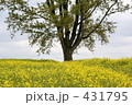 哲学の木