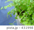 窓辺の植物