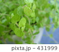 窓辺の植物