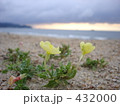 海辺の花
